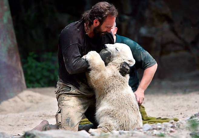 кнут knut