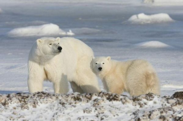 wapusk national park - white polar bears