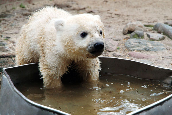 медвеженок кнут - obs awards knut from berlin zoo