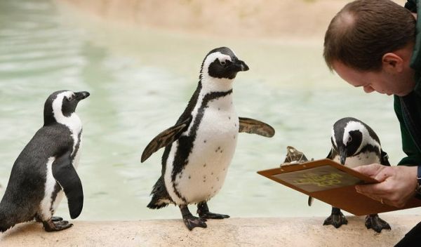 penguins stock-take animals inventory at london zoo