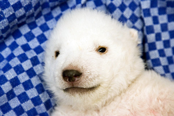 flocke polar bear