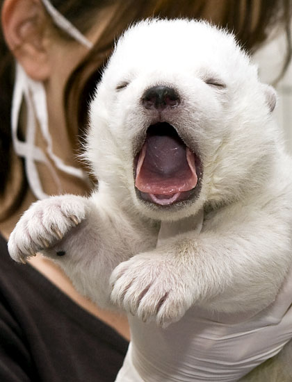 flocke_polarbearcub09.jpg