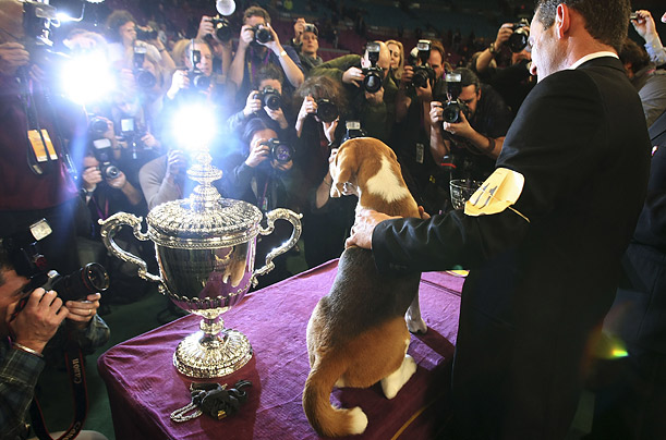 В этом году звание чемпиона шоу Westminster Kennel Club в Нью-Йорке стал бигль Уно