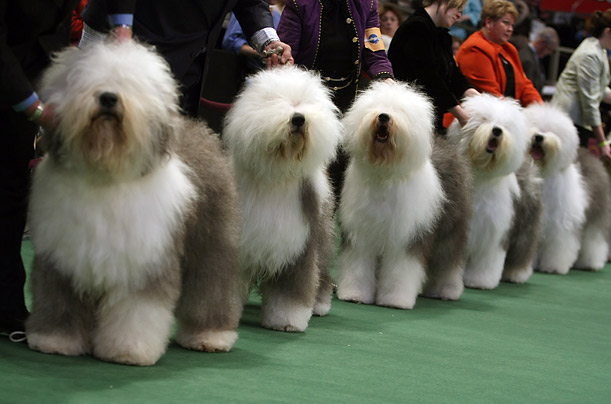 westminster_kennel_dog_show05.jpg