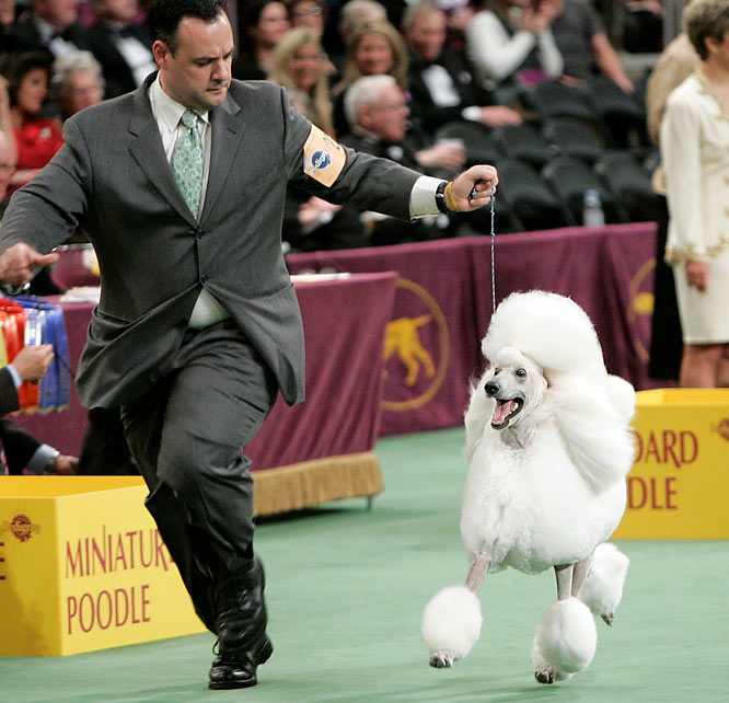 westminster_kennel_dog_show06.jpg