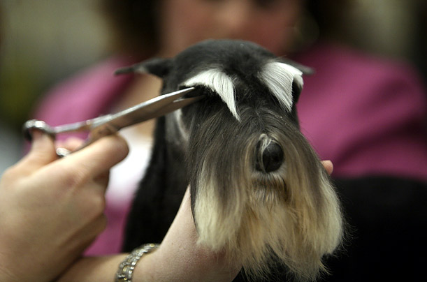 westminster_kennel_dog_show07.jpg