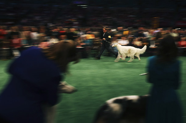 westminster_kennel_dog_show09.jpg