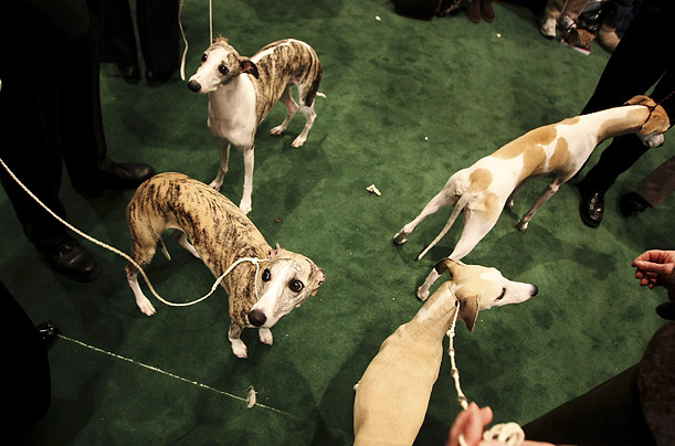 westminster_kennel_dog_show13.jpg