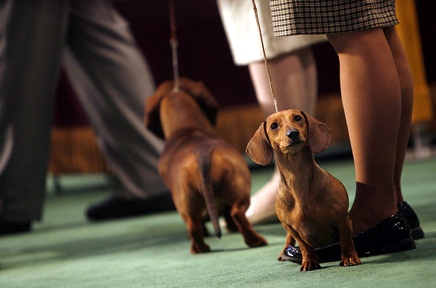 Westminster Kennel Dog Show 2008