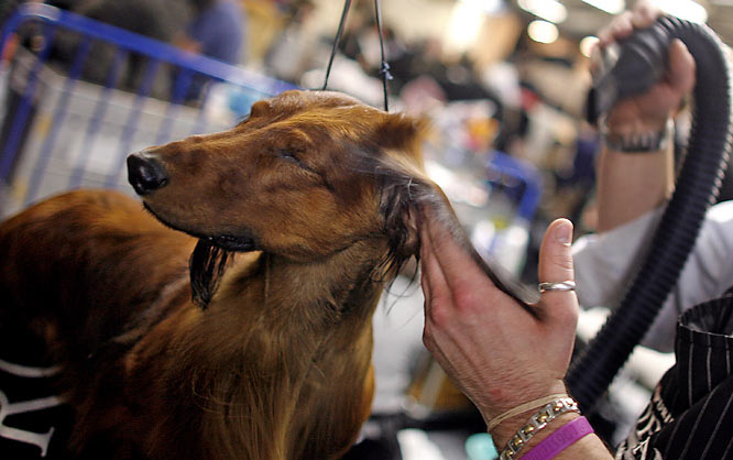 westminster_kennel_dog_show18.jpg