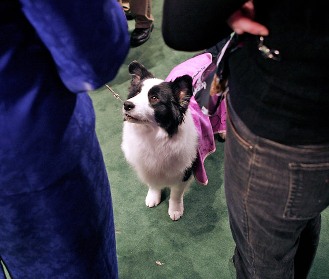 westminster_kennel_dog_show19.jpg