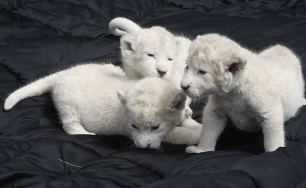 three_white_lion_cubs02.jpg