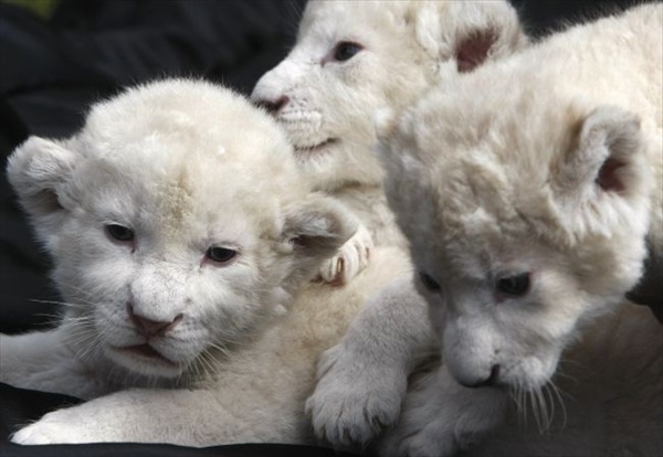 three_white_lion_cubs04.jpg