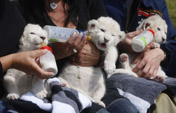 three_white_lion_cubs05.jpg