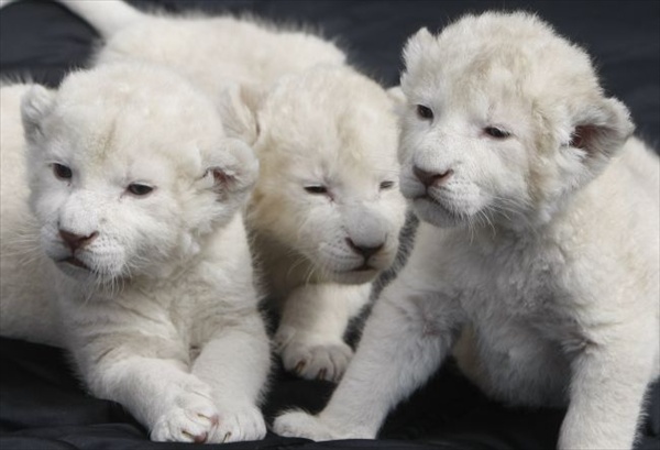 three_white_lion_cubs06.jpg