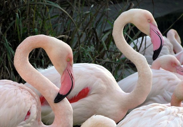 Flamingos Hellabrunn Munich Zoo