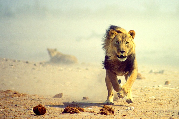 etosha_national_park_namibia04.jpg