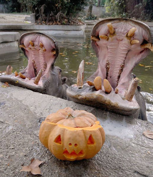 halloween_pumpkin_and_hippos_rome_bioparco_zoo.jpg