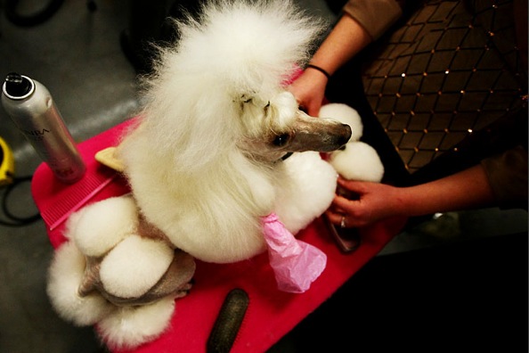 westminster_kennel_club_dog_show06_poodle_dolly.jpg