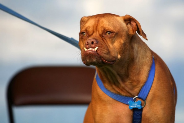 worlds_ugliest_dog_2009_03.jpg