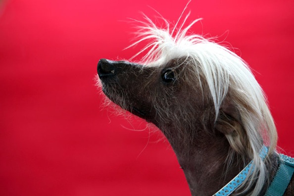 worlds_ugliest_dog_2009_05.jpg