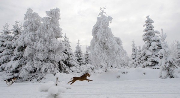 winter_korenov_czech_republic.jpg