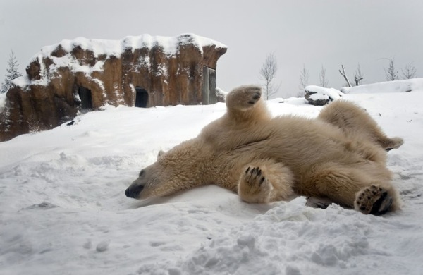 winter_rotterdam_zoo_netherlands.jpg