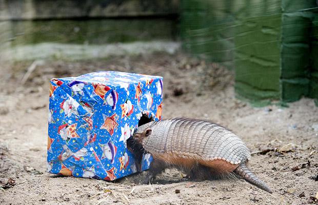 Armadillo at Exmoor Zoo in Devon