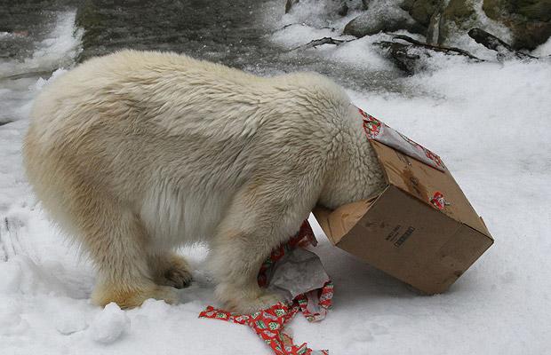 polar_bear_san_francisco_zoo_california.jpg