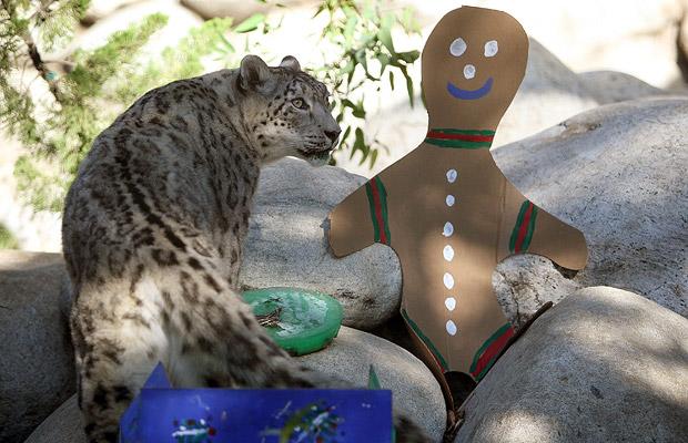 snow_leopard_la_zoo_botanical_gardens_california2.jpg