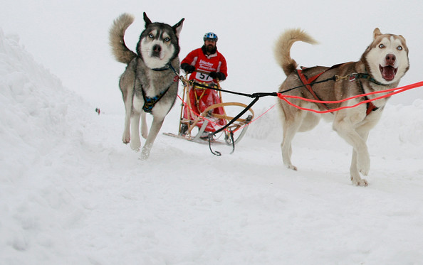 Pullman+City+Quest+Dog+Sled+Race+TFQQgjMMVBll.jpg