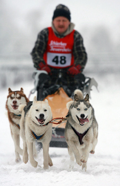 Pullman+City+Quest+Dog+Sled+Race+Vp6YeYTkoajl.jpg