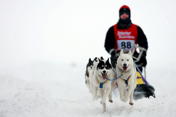 Pullman Dog Sled Race