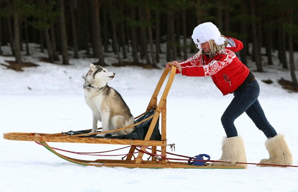 aviemore_husky_sled_dog_rally03.jpg