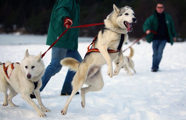 aviemore_husky_sled_dog_rally09.jpg