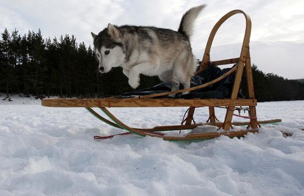 aviemore_husky_sled_dog_rally10.jpg