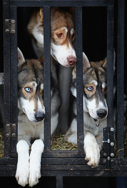 aviemore_husky_sled_dog_rally11.jpg