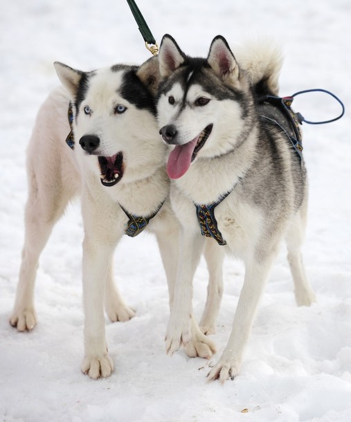 aviemore_husky_sled_dog_rally13.jpg