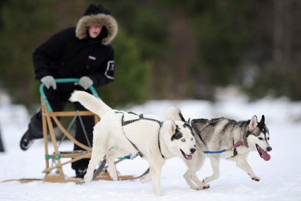 aviemore_husky_sled_dog_rally14.jpg