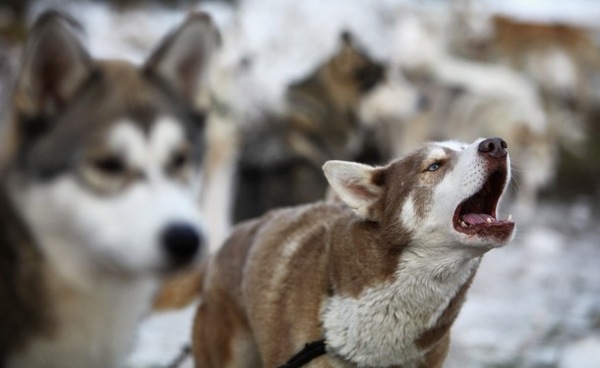 27th annual Aviemore Husky Sled Dog Rally beside Loch Morlich