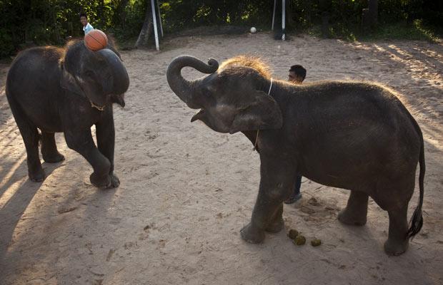 elephants_basketball_thailand03.jpg