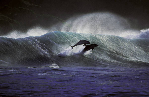 ss-100218-surfing-dolphins-05_ss_full.jpg