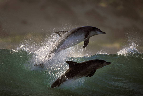 ss-100218-surfing-dolphins-07_ss_full.jpg