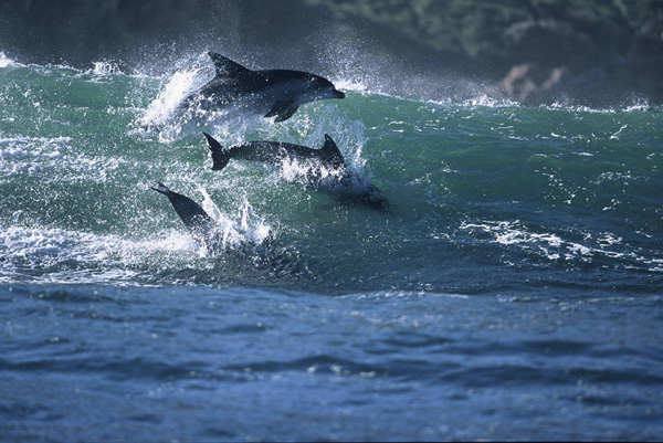 ss-100218-surfing-dolphins-08_ss_full.jpg