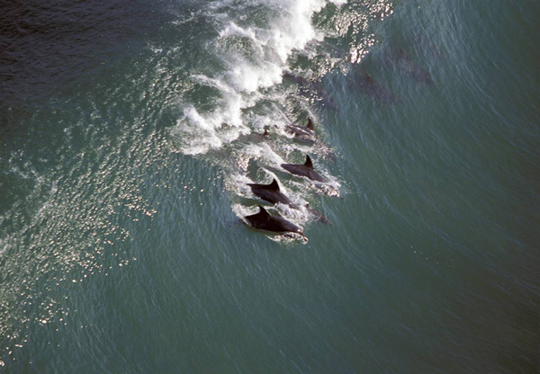 ss-100218-surfing-dolphins-09_ss_full.jpg