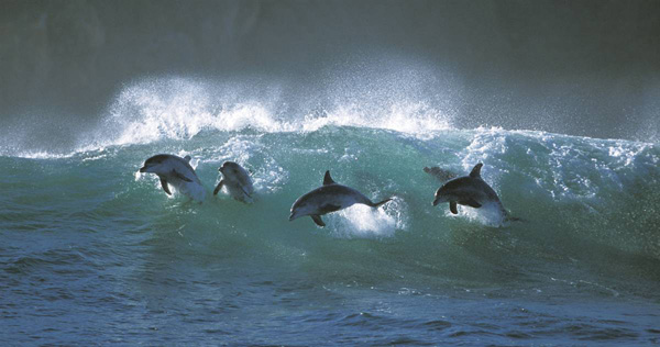 ss-100218-surfing-dolphins-10_ss_full.jpg