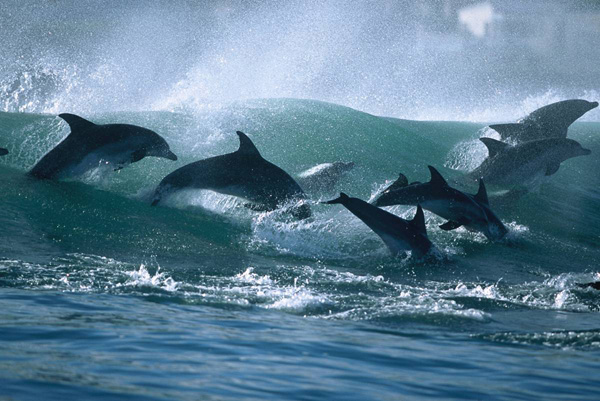 ss-100218-surfing-dolphins-13_ss_full.jpg