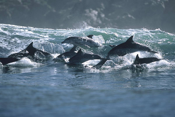 ss-100218-surfing-dolphins-15_ss_full.jpg