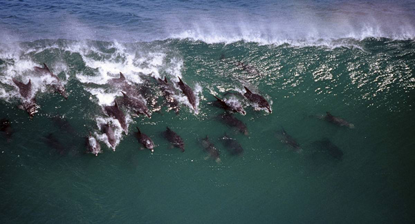 ss-100218-surfing-dolphins-16_ss_full.jpg