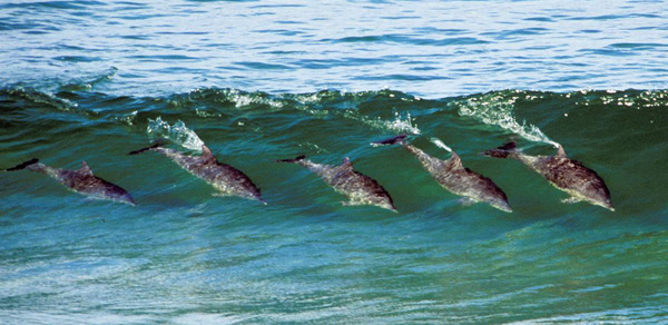 ss-100218-surfing-dolphins-19_ss_full.jpg